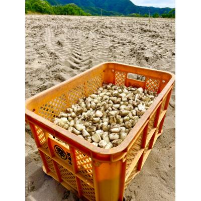 ふるさと納税 鳥取市 橋本さんちの生洗いらっきょう 1kg |  | 03