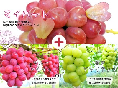 [産地直送] フルーツ王国岡山 シャインマスカットの娘マイハート入り！ぶどう1.2kg 詰め合わせ【HF-3】