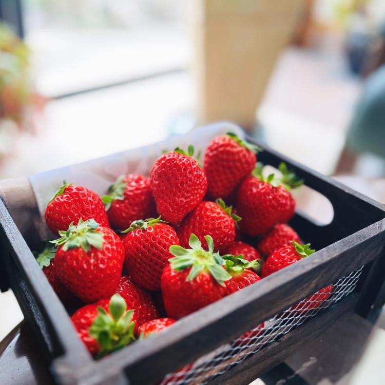 
                  朝摘み完熟 まりひめ いちご 約1.2kg(約300g×4パック) 【先行予約・2025年1月より発送】【農園直送】【MS77】
                