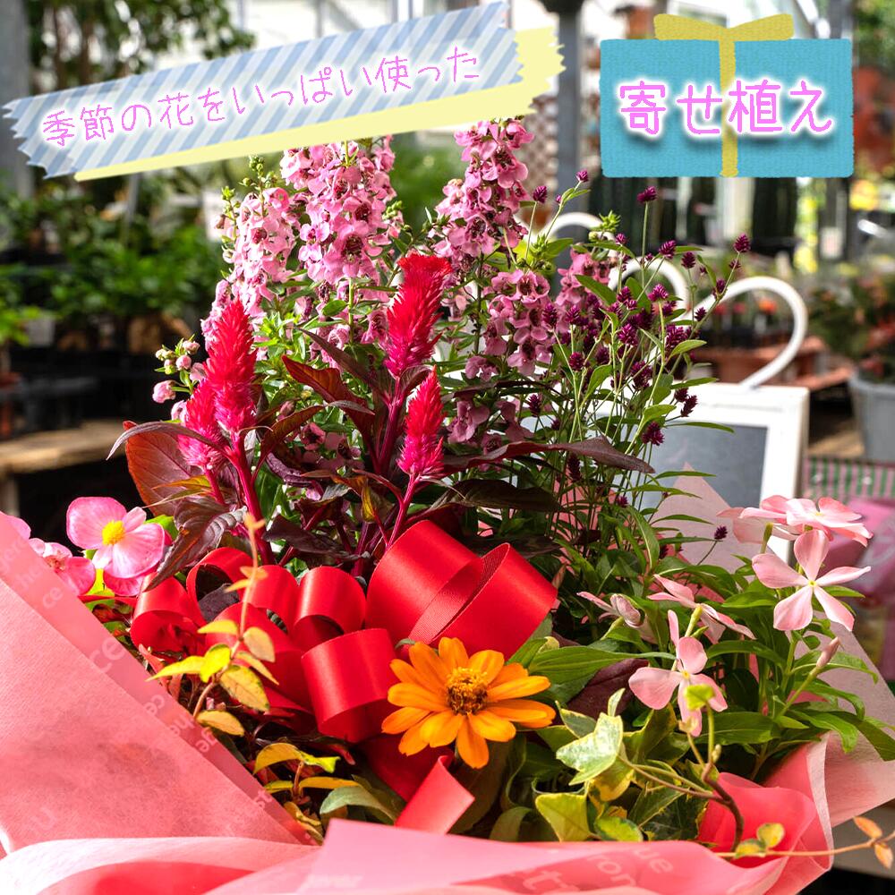 【ふるさと納税】 花苗 寄せ植え 季節の花 ギフト 8-9点 ガーデニング 母の日 父の日 プレゼント フラワーギフト 花 寄せ植えセット 園芸用品 花の贈り物 鉢植え 花束 観葉植物 花壇 家庭菜園 園芸 DIY 花好き 植物 緑 自然 沼津市 静岡県