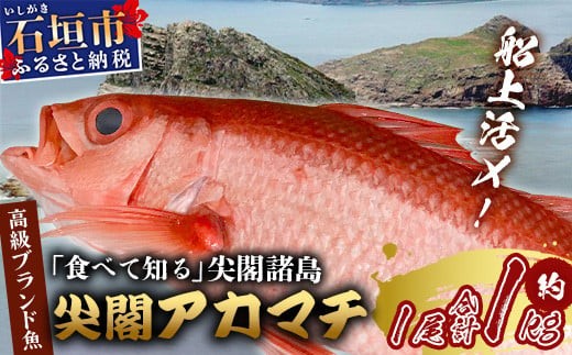
            【予約受付】高級ブランド魚 尖閣赤マチ 1尾 約1kg 下処理済【沖縄三大高級魚】尖閣諸島 刺身 焼魚 煮物 鮮魚 冷凍 ムニエル 天然 洋食 和食 白身魚 高級魚 GK-3
          