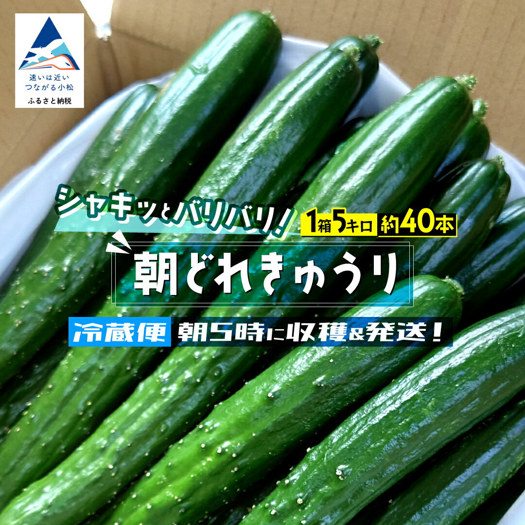 【ふるさと納税】 朝どれ きゅうり 約5kg 約40本 野菜 旬 小松産 夏野菜 石川県 小松市 朝獲れ 北陸 008055【JA小松市】