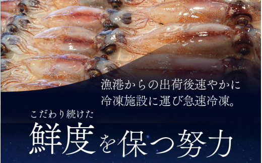 生 ホタルイカ 急速冷凍 【カネツル砂子商店】 / ほたるいか 冷凍 生 ホタルイカ刺身 ホタルイカしゃぶしゃぶ ホタルイカボイル ホタルイカ沖漬 [A-002011]