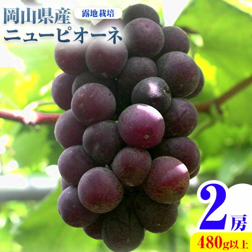 【ふるさと納税】【先行予約】 岡山県産 ニューピオーネ 2房 480g以上 露地栽培 有限会社ホーティカルチャー神島《9月中旬-10月下旬頃出荷》岡山県 笠岡市 葡萄 果物 厳選出荷 スイーツ フルーツ デザート 種なしぶどう【配送不可地域あり】