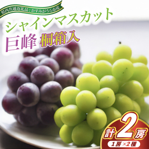 シャインマスカット と 巨峰 桐箱入り 2房 ＜2026年7月より順次発送予定＞ (県内共通返礼品:かすみがうら市産) 先行予約 ぶどう ブドウ 葡萄 フルーツ 茨城 新鮮 (BR079)
