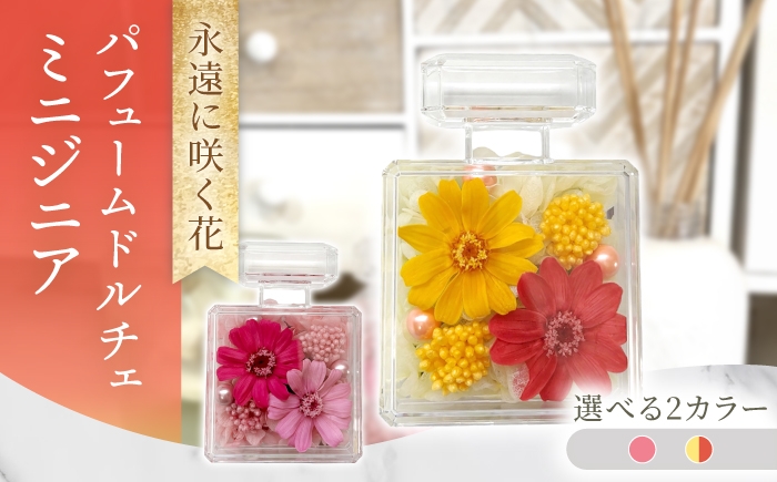 
                  【選べるカラー】パフュームドルチェミニジニア プリザーブドフラワー アレンジメント お花ギフト / 大村市 サニーサイドファクトリー [ACCK056]
                