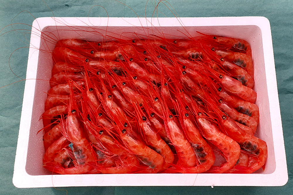 《先行受付 2026年4月上旬より発送》産地直送 ナンバンエビ 約1kg！ ぷりっぷりでとろける甘さ お刺身や海鮮丼に 秋田県 男鹿市 萬漁水産