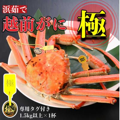 ふるさと納税 越前町 【2026年1月中旬頃より順次発送】《浜茹で》越前がに　極(1.5kg以上×1杯)