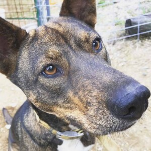 【12回定期便】無添加ドッグフード：しかにくジャーキー(6P/月）鹿肉 ペットフード ジビエ 愛犬 イヌ用 ドライフード 健康 手作り おやつ トッピング どっぐふーど  高品質 国産【J00173】