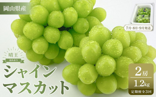 【定期便 全3回／2026年7・8・9月発送】岡山県産 シャインマスカット 晴王 2房 約1.2kg 　3回定期便　 ７月・８月・９月に１回づつお届け　種無し 皮ごと食べる フレッシュ 先行受付　ハレノスイーツ | フルーツ 果物 くだもの ぶどう ブドウ シャインマスカット 晴王  種なし 皮ごと フレッシュ 国産 岡山県産 食品 人気 おすすめ 送料無料 定期便 ギフト 贈り物 贈答品 プレゼント ブドウ シャインマスカット 晴王
