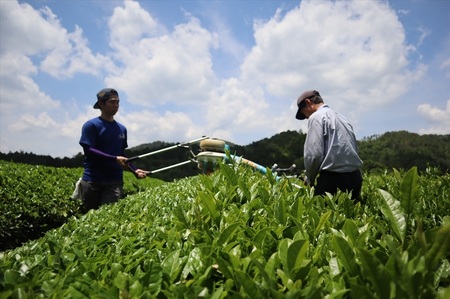 丹波 有機栽培 天日干し赤ちゃん番茶 ティーバッグ大 6g×25個×2袋 〈丹波市産〉 番茶