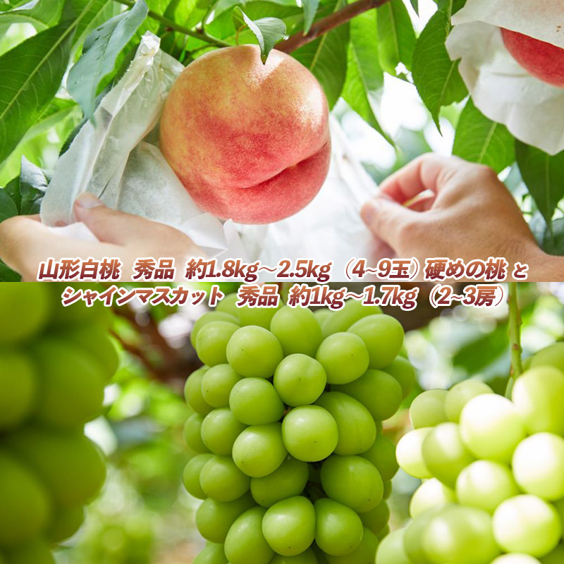 山形自慢の桃とシャインマスカットの詰め合わせ 秀品 3.5kg 