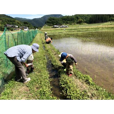 ふるさと納税 南丹市 【令和7年産】京都丹波産 コシヒカリ 10kg 玄米(栽培期間中農薬不使用) |  | 03