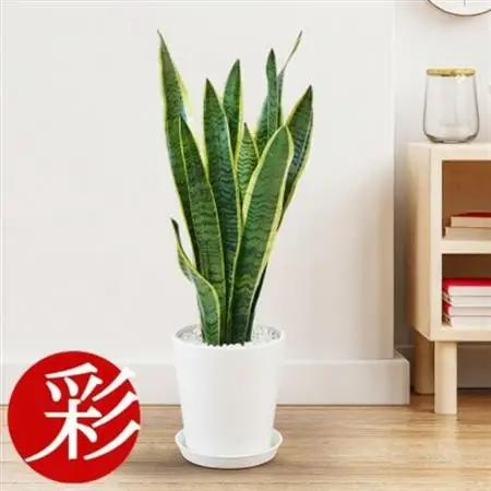 観葉植物 サンスベリア・ローレンティー 6号セラアート鉢 ホワイト【配送不可地域：離島・沖縄県】【1707560】