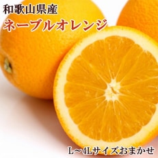【濃厚】和歌山県産ネーブルオレンジ(サイズおまかせ)(九度山町)