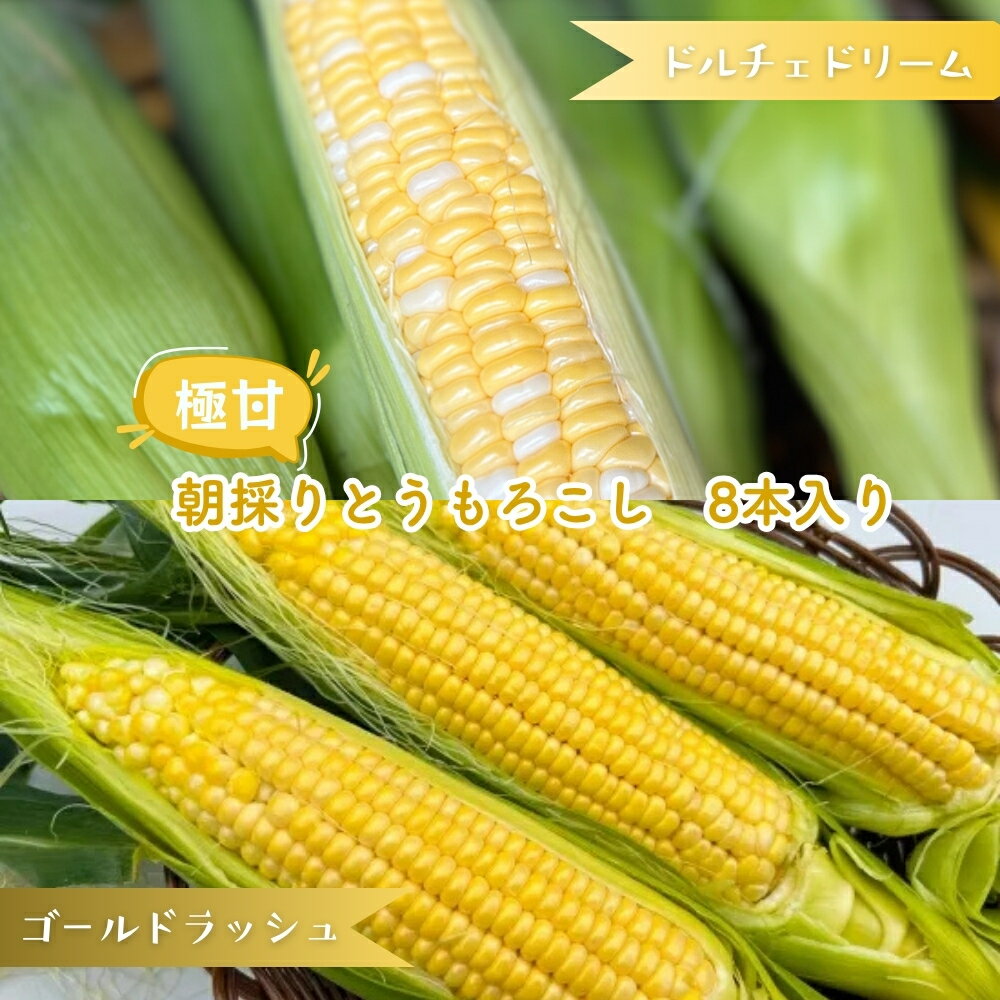 【ふるさと納税】ドルチェドリーム ゴールドラッシュ とうもろこし2品種 食べ比べ 8本入り バイカラーとうもろこし 金色とうもろこし 朝採りとうもろこし スイートコーン
