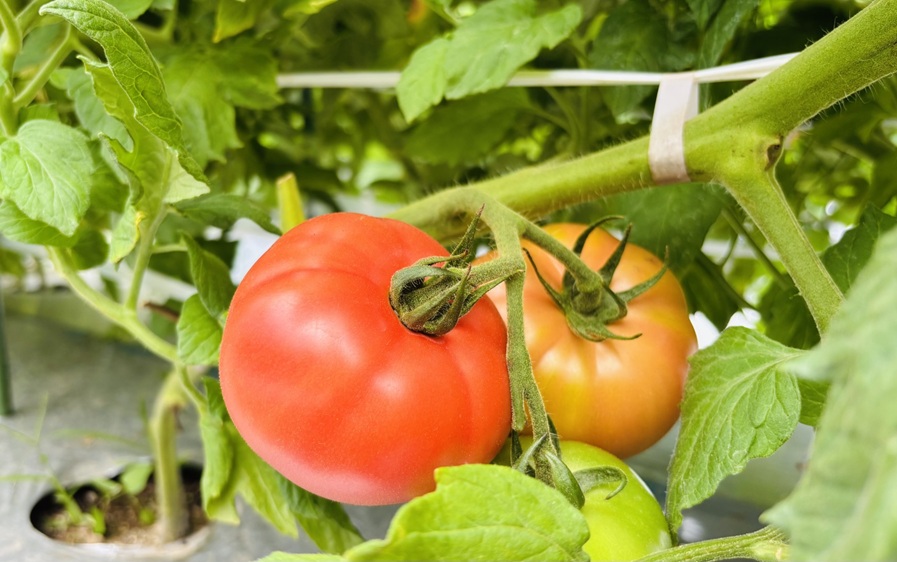 トマト 2kg 麗月 産地直送 野菜  新鮮 サラダ 赤熟 くぼなか農園 愛媛 伊予市 | A66