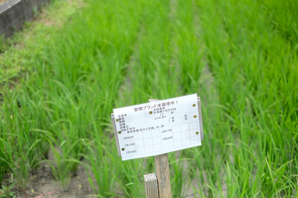 【令和7年産(特別栽培米)】曽爾村ブランド米(コシヒカリ)5kg2袋(白米)