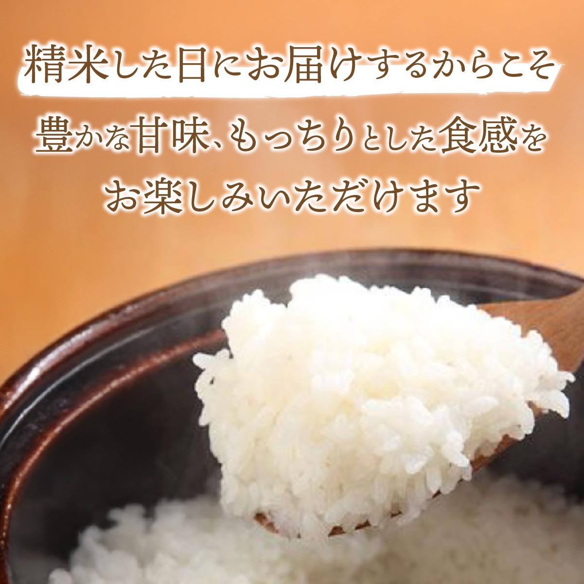 こしひかり コシヒカリ ごはん ご飯 ライス  お米 米 こめ コメ 白米 精米 10kg