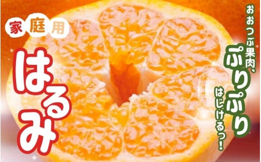 ＜2月より発送＞【先行予約】家庭用はるみ5kg+250g（傷み補償分）【デコポンの姉妹品種・新食感春みかん】【光センサー選別】【わけあり・訳あり】【ikd195B】