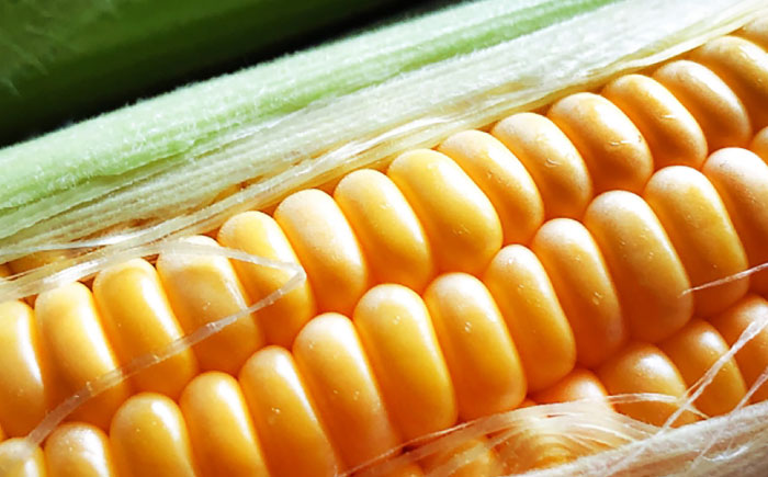 【2026年8月上旬～順次発送】 スイートコーン 恵味ゴールド 10本入 | 北海道産 とうもころし トウモロコシ 野菜 北海道 | JAみねのぶ [BOAG032]