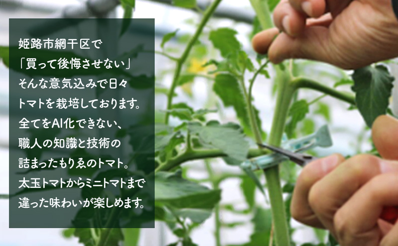 【11月中旬以降順次出荷】ミニトマト（2種）ご自宅用  [ ミ