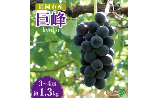巨峰 福岡市産巨峰 1300g3～4房 【北海道・沖縄・離島発送不可】【2026年7月20日以降順次発送】 | 果物 フルーツ ぶどう 葡萄 ブドウ くだもの 食品 人気 高級 おすすめ 送料無料 数量限定 期間限定