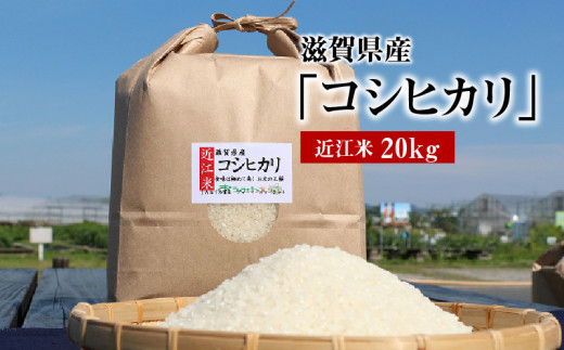 令和8年度産  近江米「コシヒカリ」 20kg AD-0062