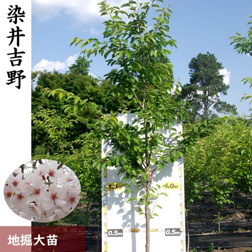 
            農園直送◇サクラ（桜） 染井吉野（ソメイヨシノ）[地掘苗]《さくら 花 苗木 記念樹 シンボルツリー》 ※2025年11月中旬～2026年3月下旬頃に順次発送予定（1・2月を除く） ※南関東、東海、関西、中国地方のみ配送可能
          