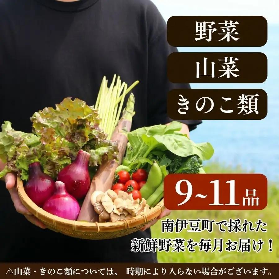 旬の野菜セット 6ヶ月の定期便　【 朝どれ 野菜 やさい 新鮮 】