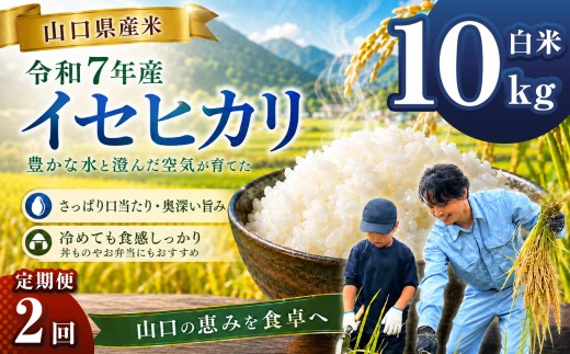 【 定期便 】 令和7年産 山口県産米 イセヒカリ 10kg 2回 ｜ 令和7年産 いせひかり 山口県産米 こめ お米 コメ 白米 精米 ごはん ご飯 瀬戸内 山口県 平生町 10kg