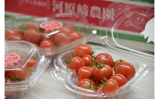 
ミニ トマト プチルージュ 150g × 24パック 野菜 やさい 新鮮 旬の野菜 産地直送 高糖度 甘い プチ フルーツ ソース ジュース ケチャップ に 静岡県 藤枝市
