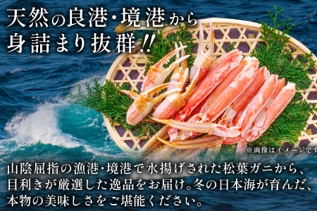 【活き】タグ付き松葉ガニ　大　１枚【松葉ガニ 松葉がに 松葉蟹 まつばがに かに カニ 冷蔵 チルド ブランド ズワイガニ 活き お祝い 冬 国産 季節限定 お取り寄せ 鳥取県 日吉津村 日本海】