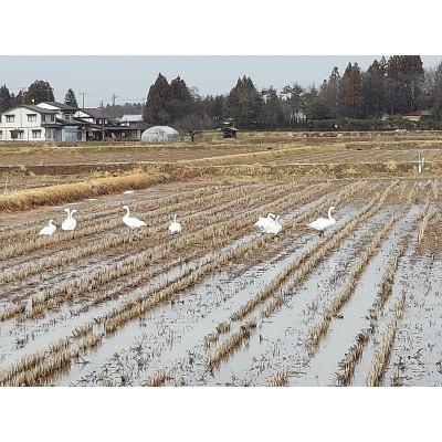 ふるさと納税 花巻市 【毎月定期便】銀河のしずく 厳選プレミアム　極(kiwami)　5kg タカハシ農園全3回 |  | 03