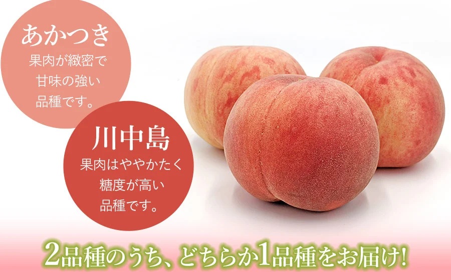 【令和7年産 先行予約】鶴岡産　桃　約2kg（5～11玉入） あかつき or 川中島 どちらか1品種　庄内産直センター