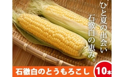 先行予約《数量限定・期間限定》いとしろトウモロコシ 10本 1箱/ (お届け日 2025.8/19~8/25)とうもろこし 大粒 甘い おいしい ほしつぶ コーン 野菜 やさい 旬 夏 BBQ 焼肉 10000円 1万円 [G0001-25b] 