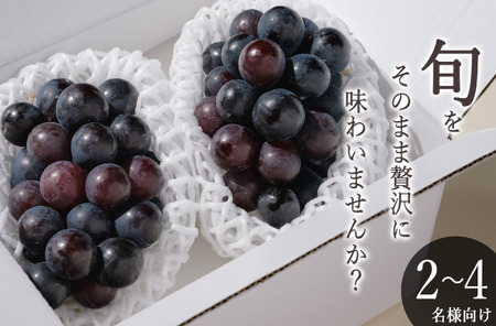 甲州市産 種無しピオーネ 2房入（約900g）自然農法【2026年発送】（BNC） B-463 ピオーネ フルーツ