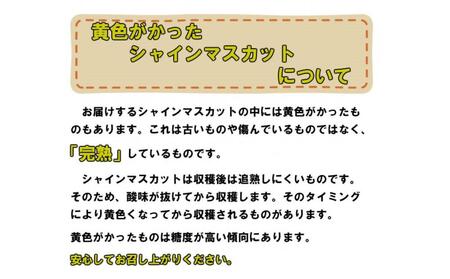 ぶどう 2025年 先行予約 受付 シャインマスカット【 晴王 】【 9月発送分 】1房（約650g）秀品 【配送不可：離島】