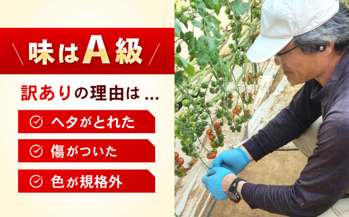 訳ありミニトマト / 訳あり 訳アリ ミニトマト プチトマト トマト / 諫早市 / 原農園 [AHCZ001]