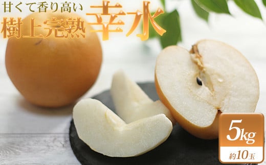 【2026年発送分 先行予約】白岡ちば果樹園の樹上完熟　幸水　5kg　【11246-0350】