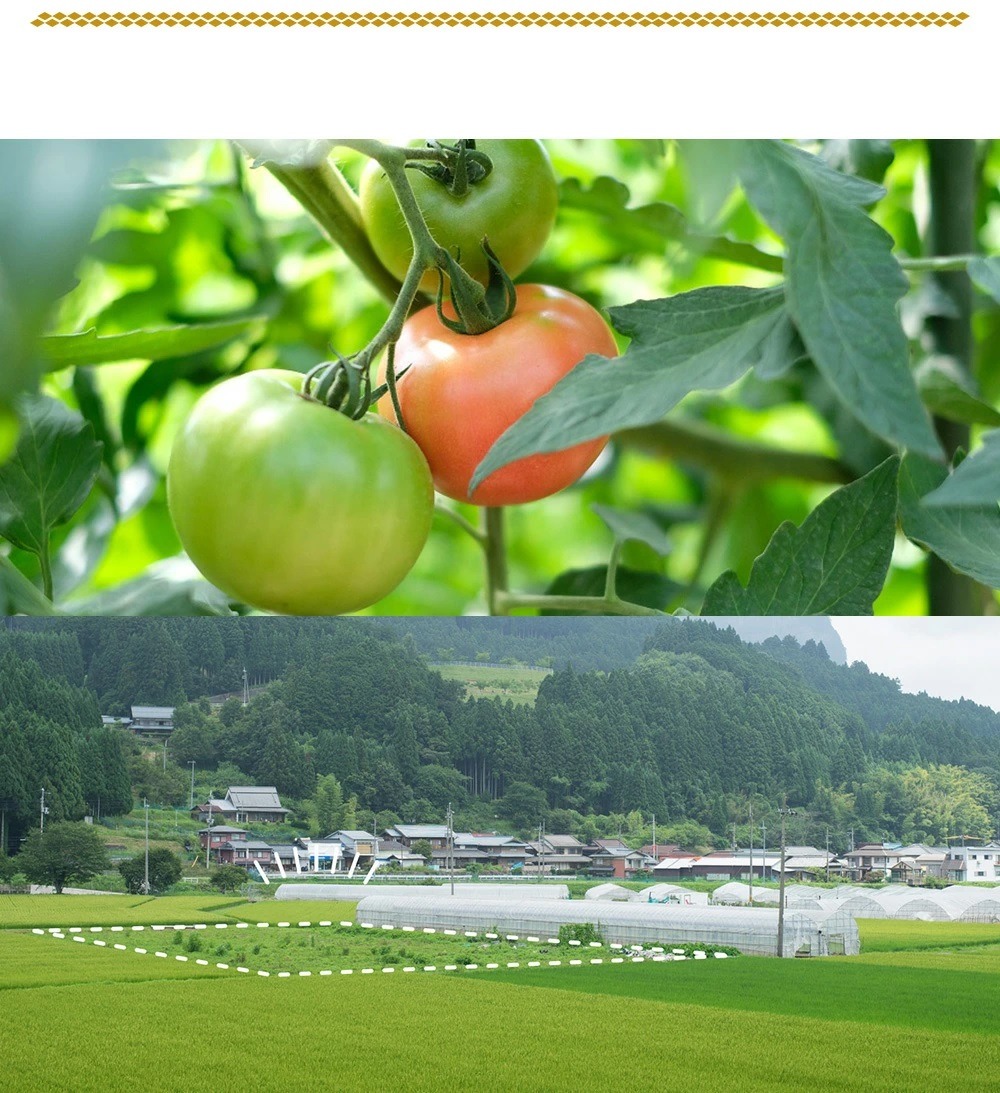 曽爾村特産高原トマト約2kg　令和7年度産※電話での調整後順次発送（北海道・沖縄県への送付不可）