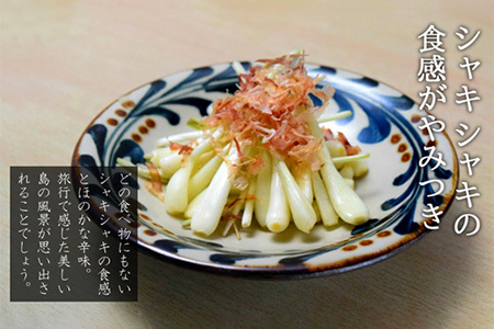 【先行受付】島らっきょう 生 土付き １kg《2026年2月～3月発送予定》沖縄 石垣島 農家直送【野菜 らっきょう 島らっきょう おつまみ 採れたて 漬物 天ぷら】TK-7