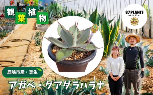 アガベ 多肉植物 ガーデニング グアダラハラナ agave 数量限定 植物 たにくしょくぶつ 園芸 花 フラワー 観葉植物 趣味 日用品 多肉植物好き 栽培 雑貨 多肉植物がある暮らし gardening 87plants ふるさと納税 茨城県 鹿嶋市