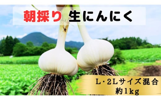 【生にんにく田子町産(なま)】L＆2L size『1kg』