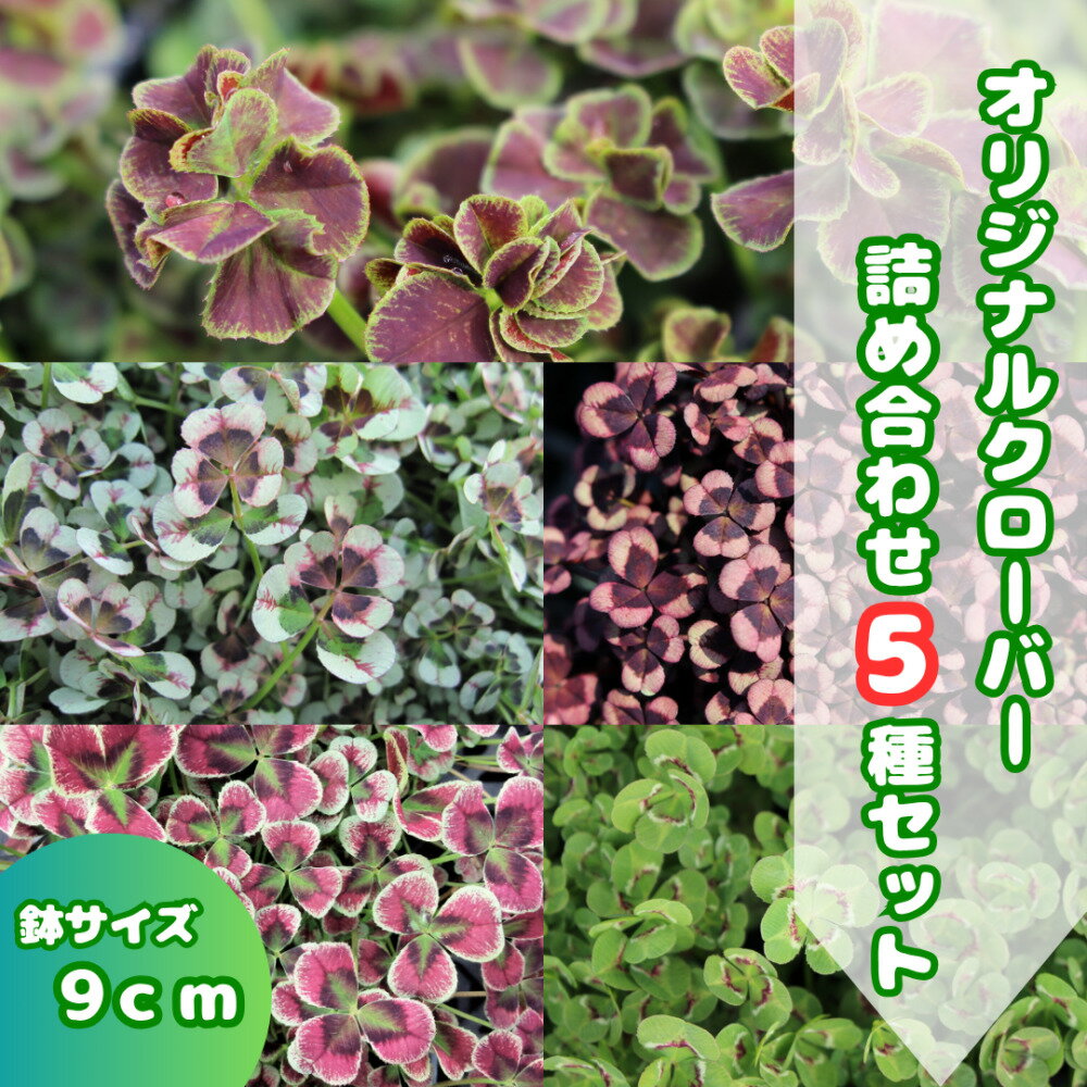 【ふるさと納税】【先行予約】オリジナルクローバー詰め合わせ（5種）＜2025年12月～発送＞ / 花 植物 インテリア 苗 自然 ナチュラル 緑 栽培 趣味 【見元園芸】[ATHY008]