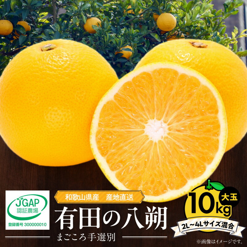 【ふるさと納税】【限定】 有田の八朔 (はっさく) 10kg 大玉 2L ～ 4L サイズ混合 甘い さわやか まごころ 手選別 和歌山県産 八朔 柑橘 果物 果実 フルーツ こだわり 大粒 JGAP 認証農場 産地直送 あしのや 食べ物 食品 和歌山県 湯浅町 お取り寄せ 送料無料