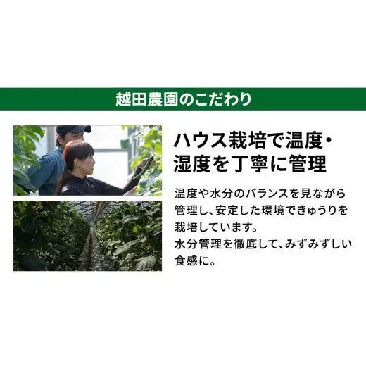 シャキッと美味しい！ きゅうり 約3kg 【2026年9月以降発送】