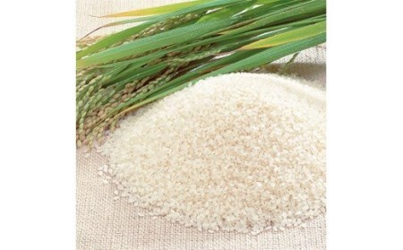 令和7年産 にいみ源流米「コシヒカリ」5kg（5kg×1袋）