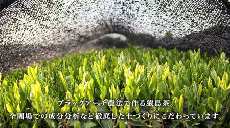 猿島茶の濃いお茶の アイス 10個入 アイスクリーム あいす ふるさと納税 ギフト スイーツ お菓子 お祝い 詰合せ [AF022ya]