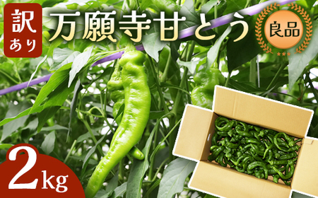 【訳あり】 万願寺甘とう 良品 2kg | 訳あり野菜 万願寺あまとう 万願寺とうがらし 京野菜